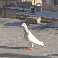 کبوتر