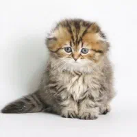 گربه اسکاتیش بلک گلد،تبی گلد و سیلور گلد لانگ هیر