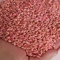 گندوم پیشگام آبی 400 کیلو موجود