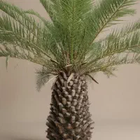 نخل مراکش تزیینی تنه دار متنوع