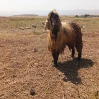 بز نر|حیوانات مزرعه|نیر (اردبیل), |دیوار