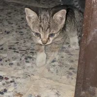 بچه گربه