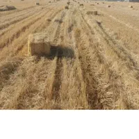 پرس جو
