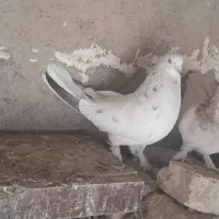کبوتر اصفهانی