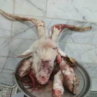 کله پاچه