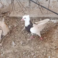 کفتر کاکلی طوقی پرشی