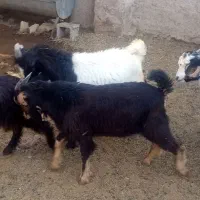 فروش کهر نر