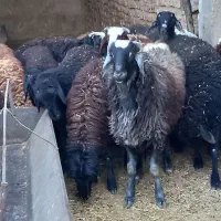 فروش بره نر