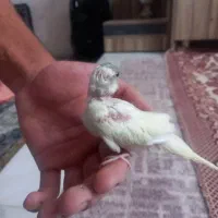 مرغ عشق