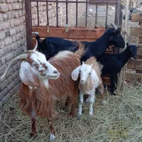 یک عدد بز دورگه باکره ماده.ویک عدد مورسیابا کره