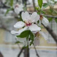 درآمد در منزل