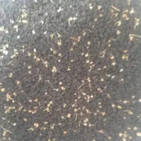 بزر پیاز پاک و تمیز بشرط