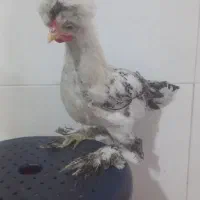 جوجه کردستانی