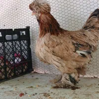 مرغ و خروس