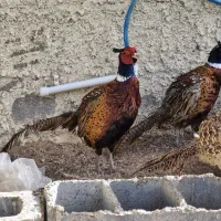 پرنده آمریکایی و طاووس پاکستانی