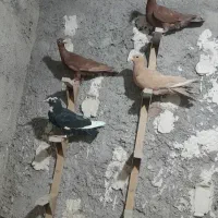 کبوتر