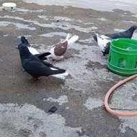 چهار تا کبوتر آنتیک