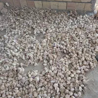 سیر فروشی