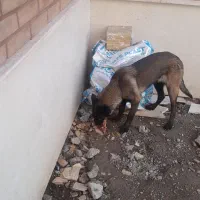 توله مالینویز اصیل ماده 5ماهه