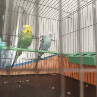 جفت مرغ عشق پروانه ای