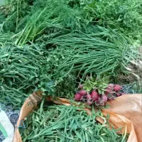 سبزی سرخ شده و خورد شده  سبزی کرفس تازه موجود