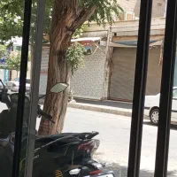 40متر-فول-سند-تک-برگ-چسپ-اصلی