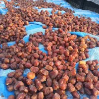 خرما مردسنگ فروشی