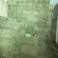 یونجه انباری خشک خشک بشرط بدون علف