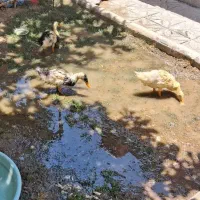 ۳ اردک ۴ ماهه
