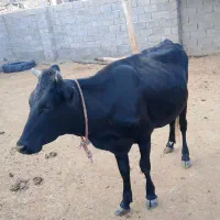گاو فروشی