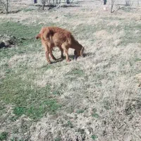 بز فروشی گوسفند هفت میلیون