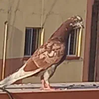 کبوتر باخ