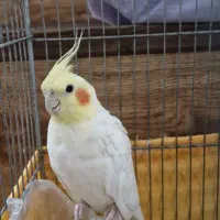 عروس هلندی نر کاملا سالم