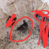 دوستان عشق باز کفتر پولکی باخت خورده بگه هرکی گرفت