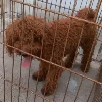 جفت یابی تاینی توی پودل دارک رد نر بالغ آماده کشش