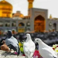 تور مشهد همه روزه