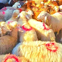 نرینه قلم آبی بشرط نصفه گوشت درجه یک خوش پخت