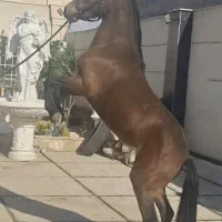 نژاد دره شوری محلی