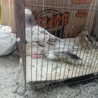 کبوتر هفت رنگ ماده