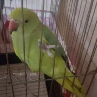 طوطی ملنگوی ۳ماهه