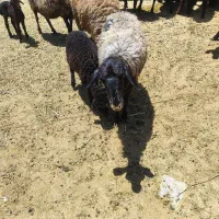 میش جوان بره شکم اول