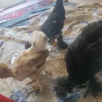 خروس ومرغ برهما