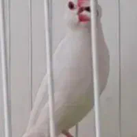نرگسی نر