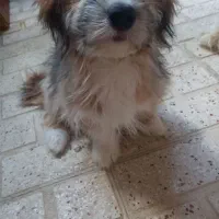 سگ های خونگی