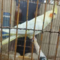 عروس هلندی