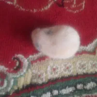 دوعددهمستر