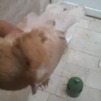 کفتر خارجی ماده