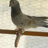 کبوتر سار