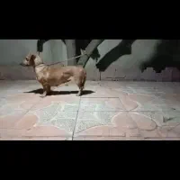سگ داشهوند سوسیسی ماده اصیل