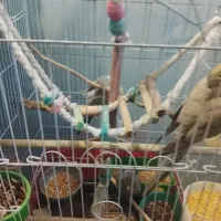 ۲ جفت عروس هلندی مولد و سلامت و خیلی محبتی